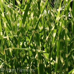 Miscanthus 'Strictus'  Grass 1 gal