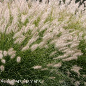 Pennisetum 'Hameln' Dwarf Fountain Grass 1 gal