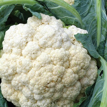 Cauliflower 3-pk