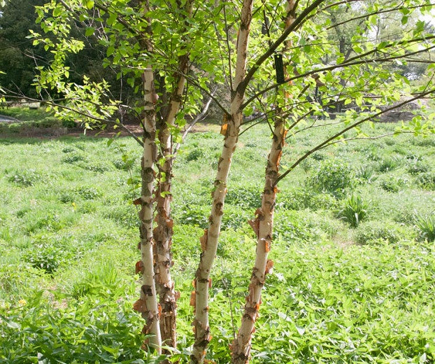 Betula nig 'Heritage' River Birch 15 gal