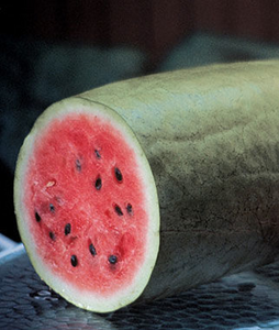 Watermelon Charleston Gray- 3" Pot