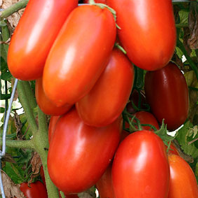 Tomato La Roma II- 3" pot