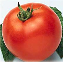 Tomato Marglobe- 3
