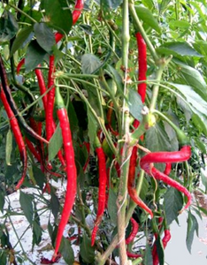 Pepper Cayenne Long Red- 3" pot