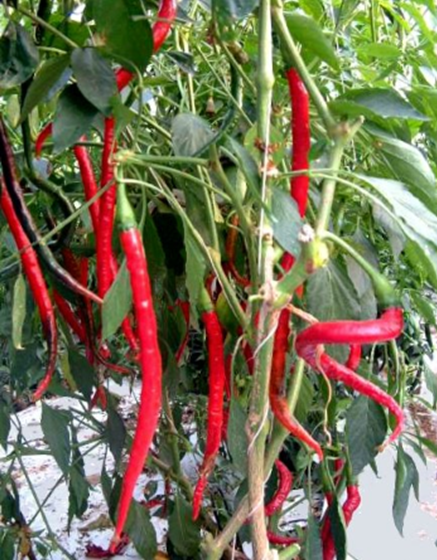 Pepper Cayenne Long Red- 3