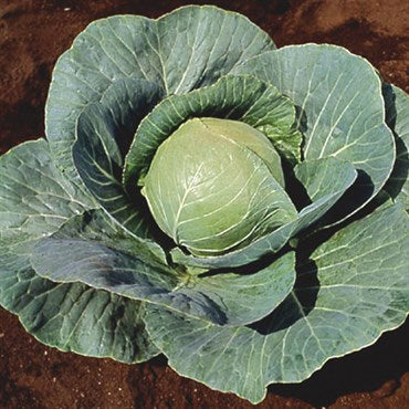 Cabbage- flat of 36