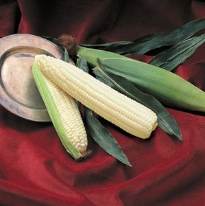 Sweet Corn- Silver Queen- 1lb