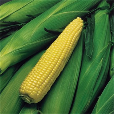 Sweet Corn- Kandy Corn- 1lb