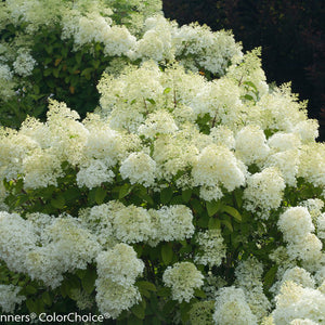 Hydrangea Bobo