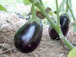 Eggplant-Black Beauty-3pk