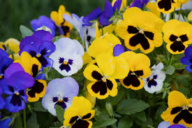 Pansy flat of 36
