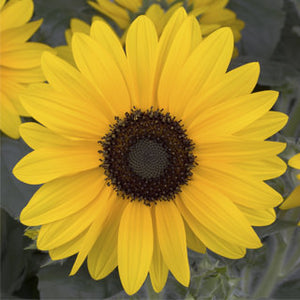 Sunflower Sunfinity- 6" Pot