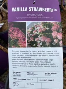 Hydrangea 'Vanilla Strawberry' 3 gal