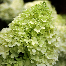 Load image into Gallery viewer, Hydrangea Limelight
