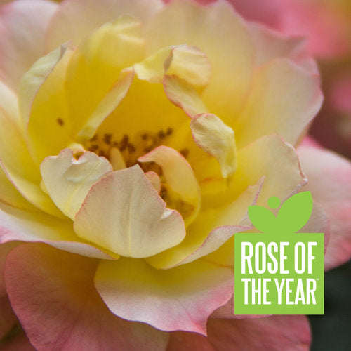 Rose 'Italian Ice'